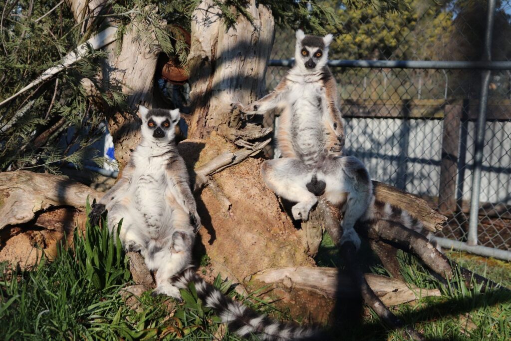 Tasmania Zoo