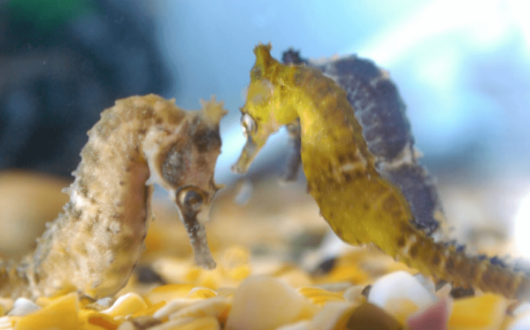 Seahorse World
