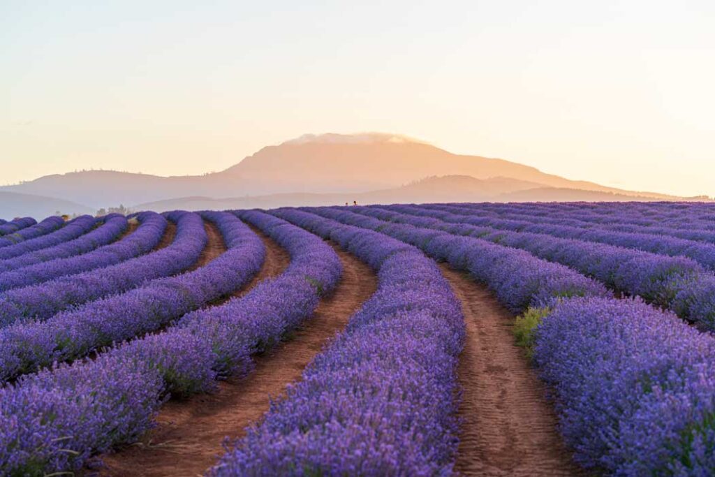 Bridestowe-Lavender