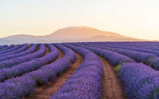Bridestowe-Lavender