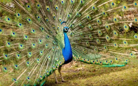PeacocksCataractGorge
