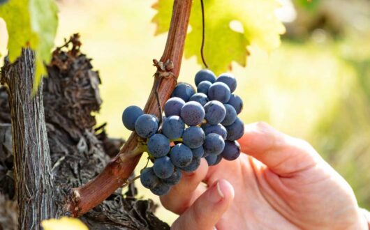 WineryTourLaunceston-01