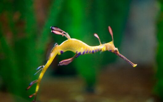 weedy-seadragon-at-seahorse