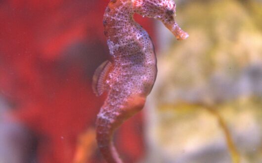 Seahorse World