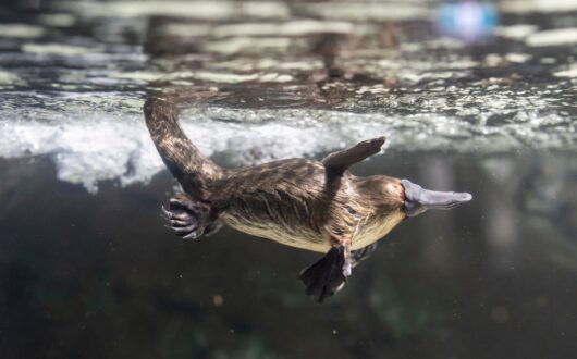 Platypus House
