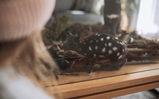 Our taxidermy display