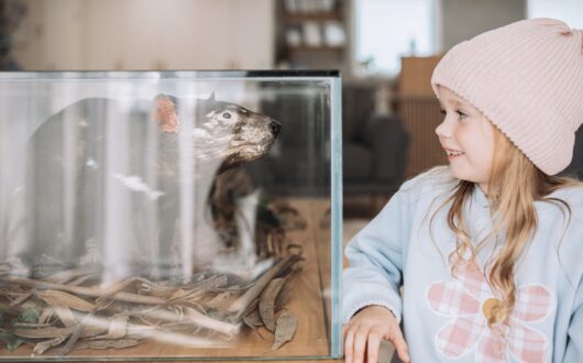 Our taxidermy display
