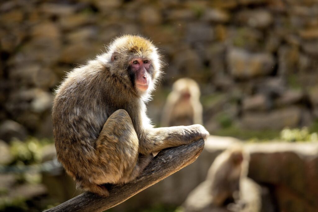 Monkeys within City Park