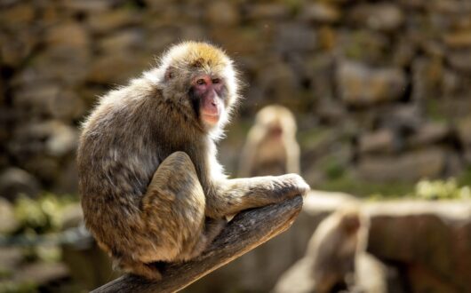 Monkeys within City Park