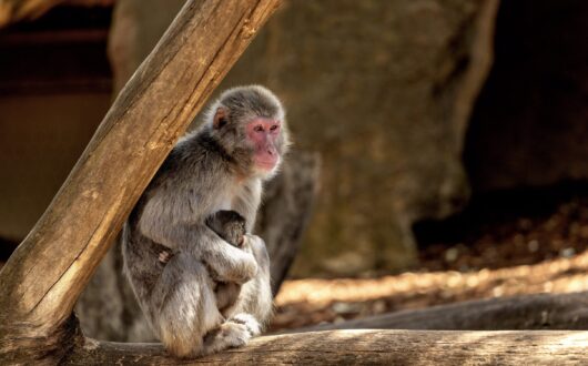Monkeys within City Park
