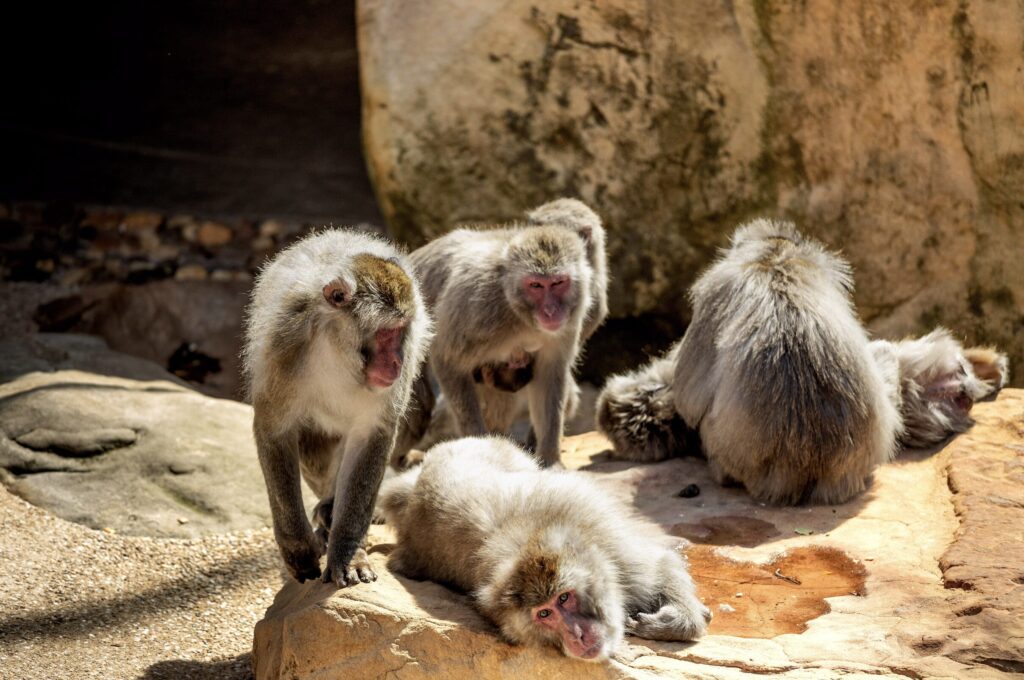 Monkeys within City Park