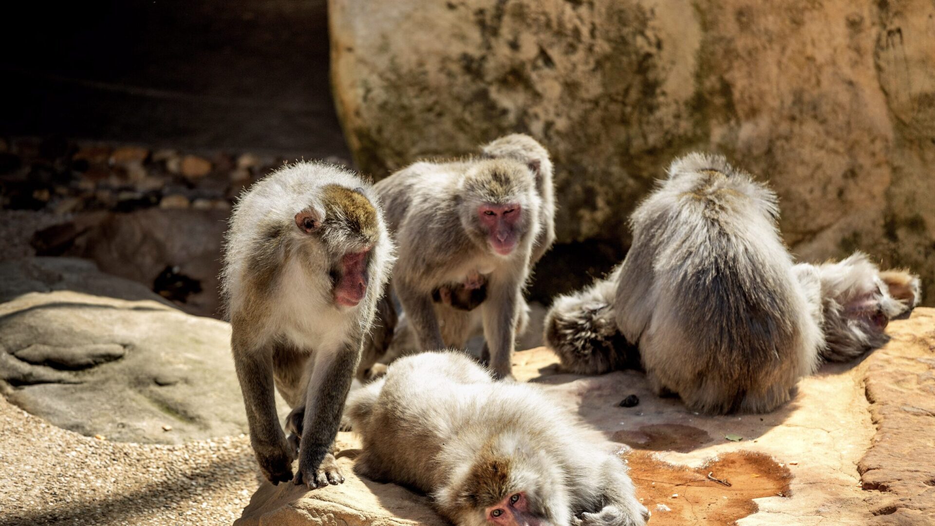 Monkeys within City Park